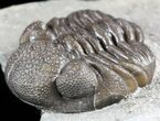 Wide, Partial Eldredgeops Trilobite - Ohio #55459-2